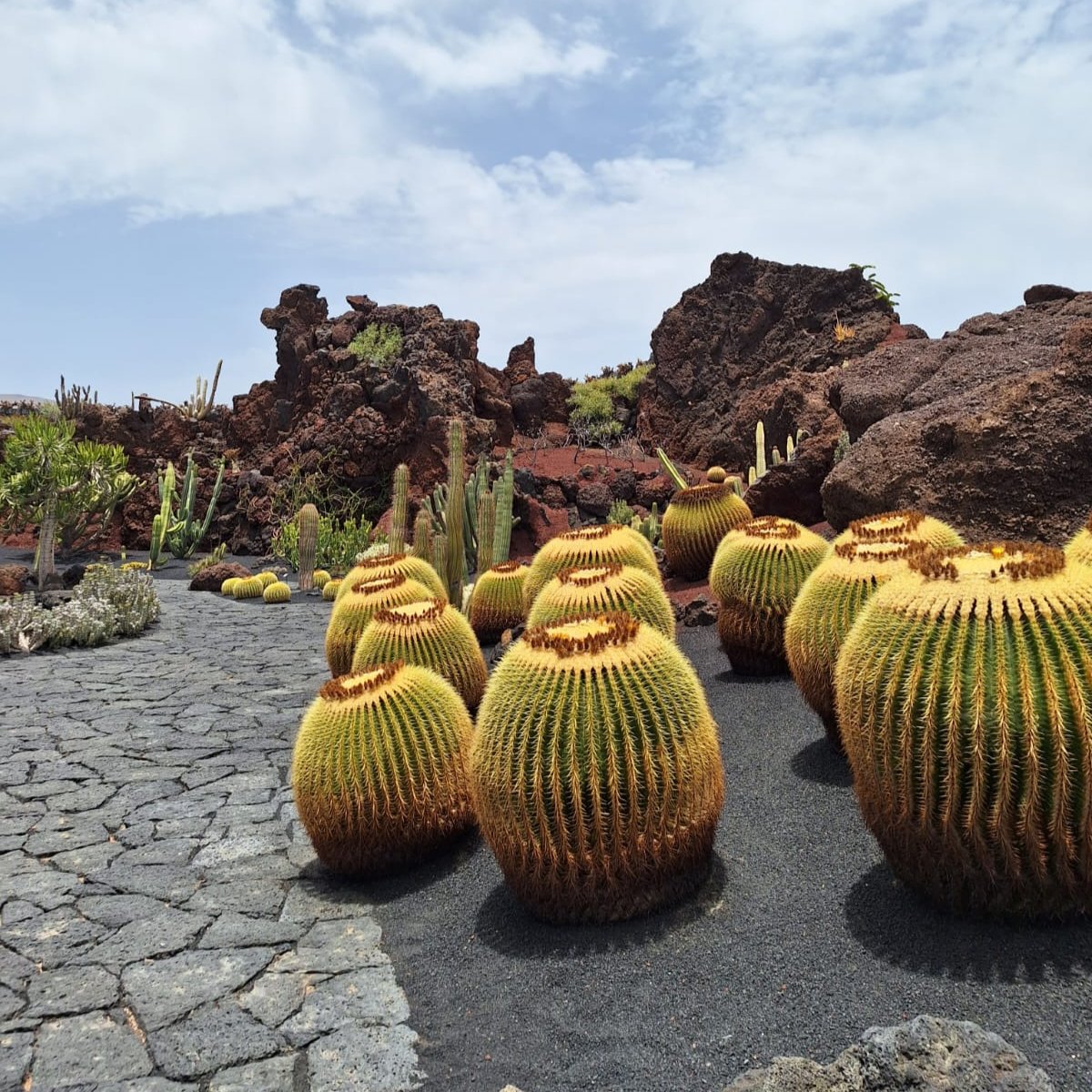 Jardín de Cactus Art Day Experience
